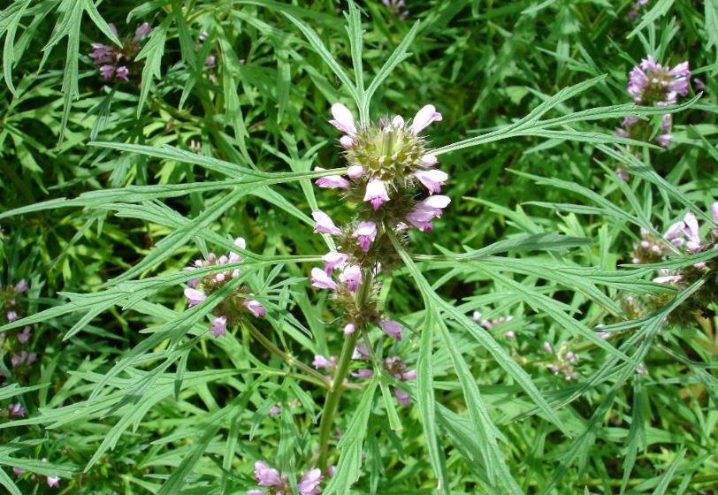 相關(guān)植物-益母草