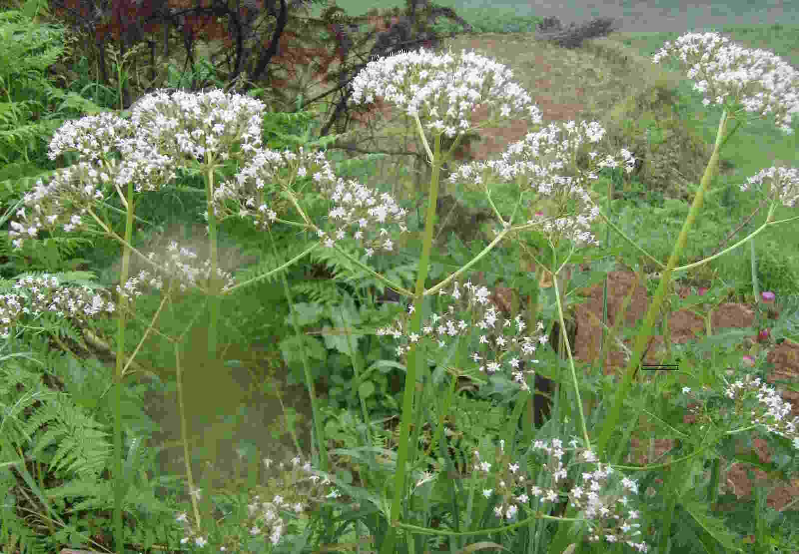 相關(guān)植物-纈草