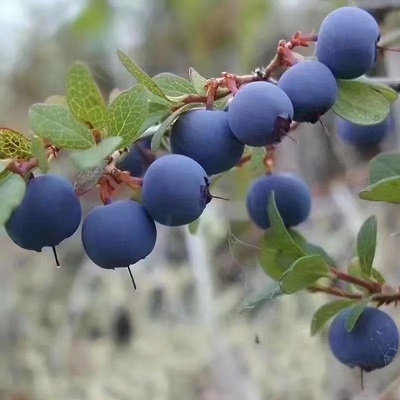 相關(guān)植物-越橘