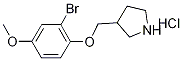 2-Bromo-4-methoxyphenyl 3-pyrrolidinylmethylether hydrochloride Struktur