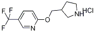 3-Pyrrolidinylmethyl 5-(trifluoromethyl)-2-pyridinyl ether hydrochloride Struktur