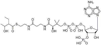 2-Ethyl-3-Hydroxybutyryl Coenzyme A Struktur