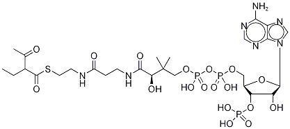 2-Ethyl-3-oxobutyryl Coenzyme A Struktur