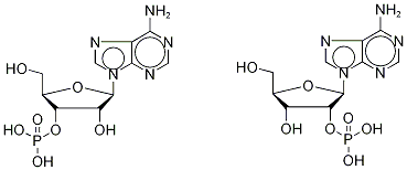 Adenosine Monophosphate (Mixture of 2'(3')-phosphate isoMers) Struktur