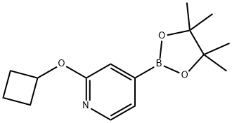 2-cyclobutoxy-4-(4,4,5,5-tetramethyl-1,3,2-dioxaborolan-2-yl)pyridine Struktur