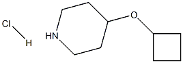 4-Cyclobutoxypiperidine-Hcl Struktur