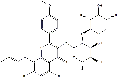 Sagittatosdie B Struktur