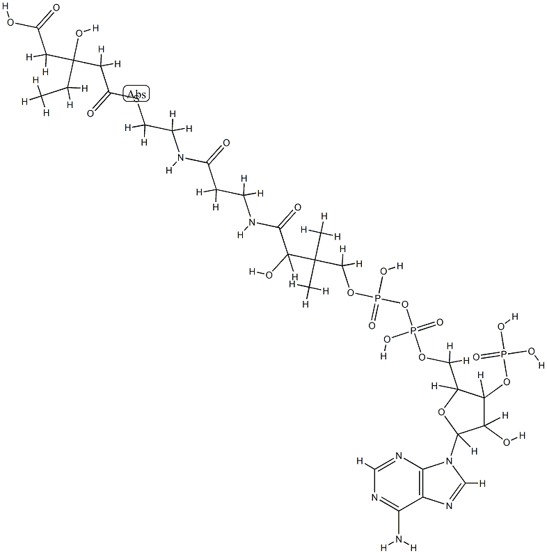 3-hydroxy-3-ethylglutaryl-coenzyme A Struktur