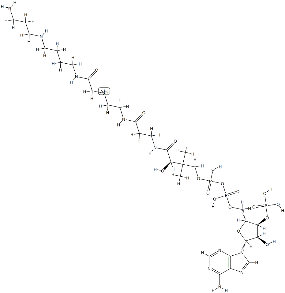 N-(2-(S-coenzyme A)acetyl)spermidine Struktur