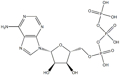 Adenosine triphosphate binding cassette transporter 9 antibody Struktur