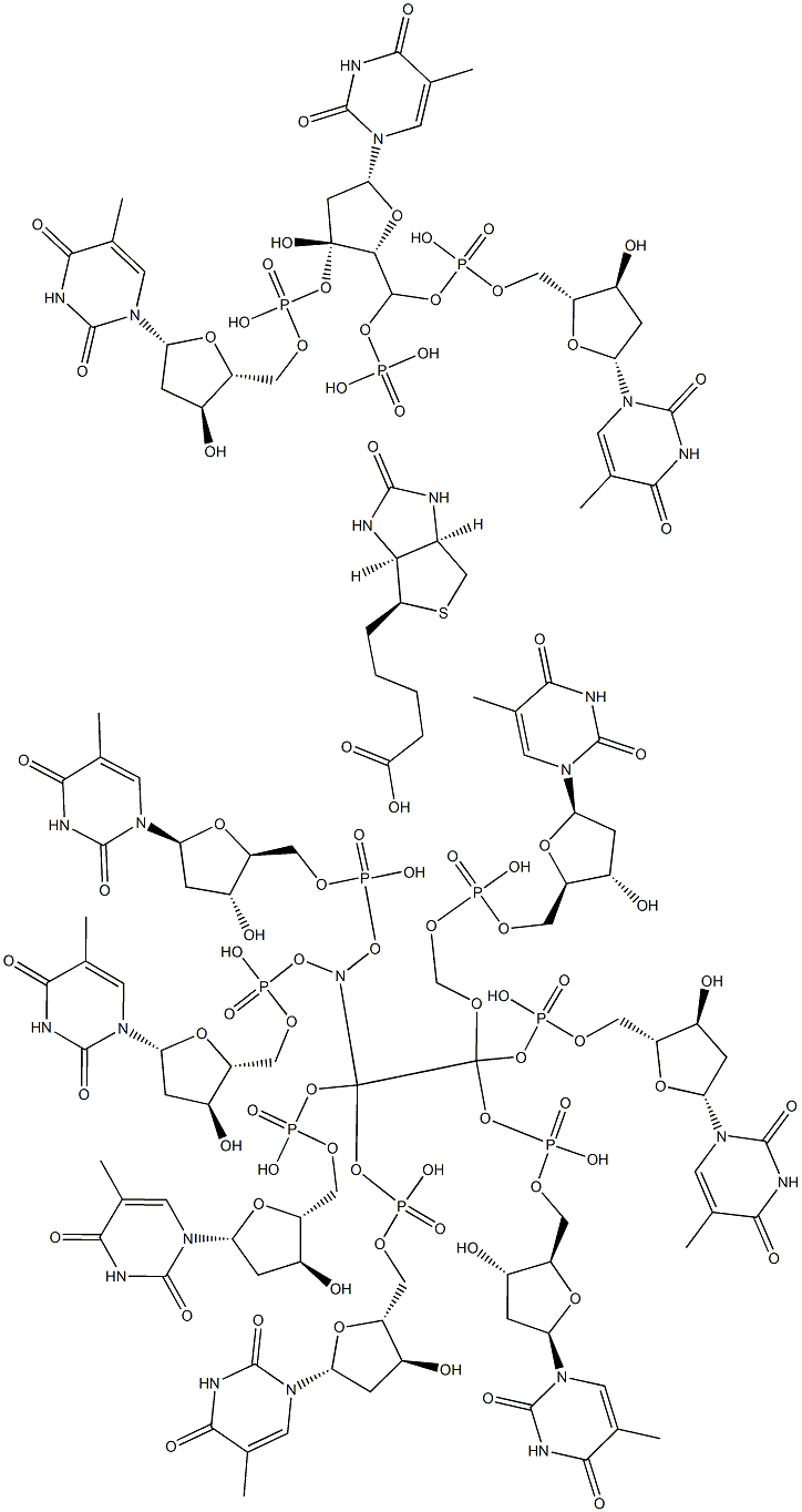 3'-methoxyethylamine-5'-biotin-decathymidylic acid Struktur