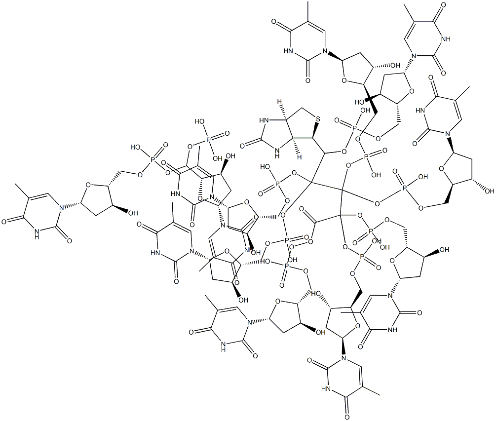 5'-biotin-decathymidylic acid Struktur