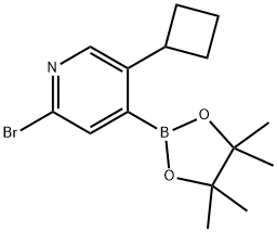 2-Bromo-5-cyclobutylpyridine-4-boronic acid pinacol ester Struktur