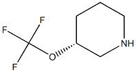 (R)-3-(trifluoromethoxy)piperidine Struktur