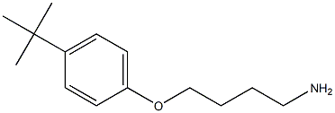 1-(4-aminobutoxy)-4-tert-butylbenzene Struktur