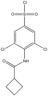 3,5-dichloro-4-cyclobutaneamidobenzene-1-sulfonyl chloride Struktur