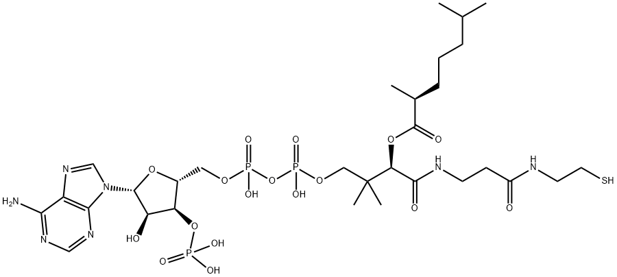 2,6-dimethylheptanoyl-CoA Struktur