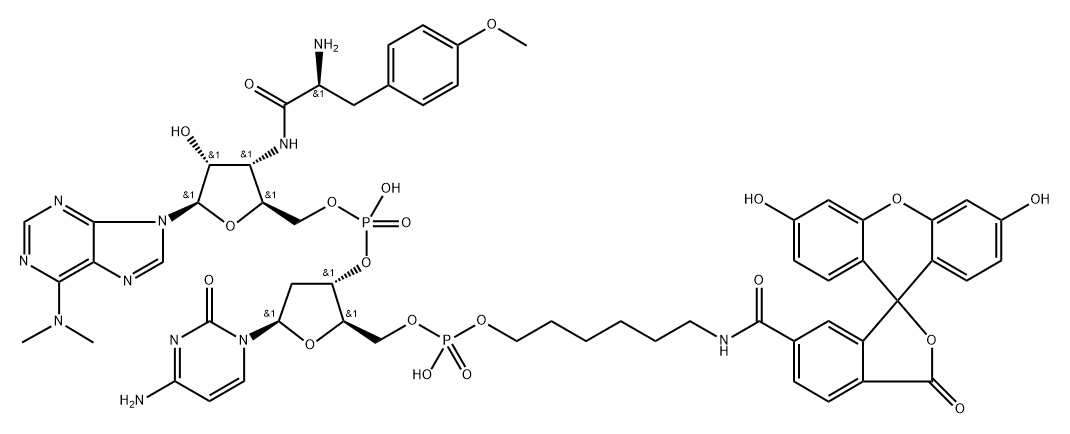 6-FAM-dC-puromycin Struktur