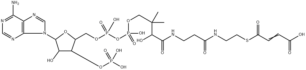 maleyl-coenzyme A Struktur