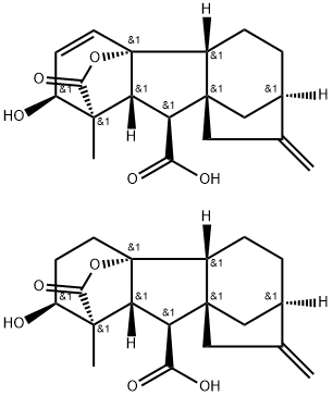 Novagib Struktur