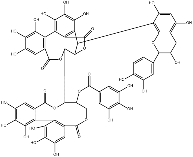 STENOPHYLLANINA Struktur