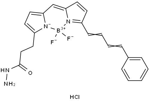 BDP 581/591 hydrazide Struktur