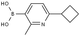 (6-cyclobutyl-2-methylpyridin-3-yl)boronic acid Struktur