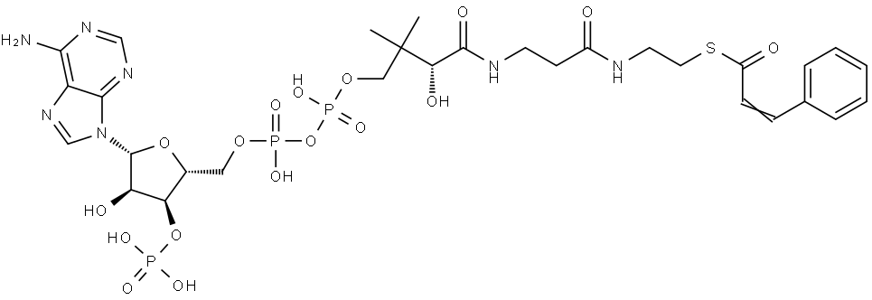 Coenzyme A, S-(3-phenyl-2-propenoate) Struktur