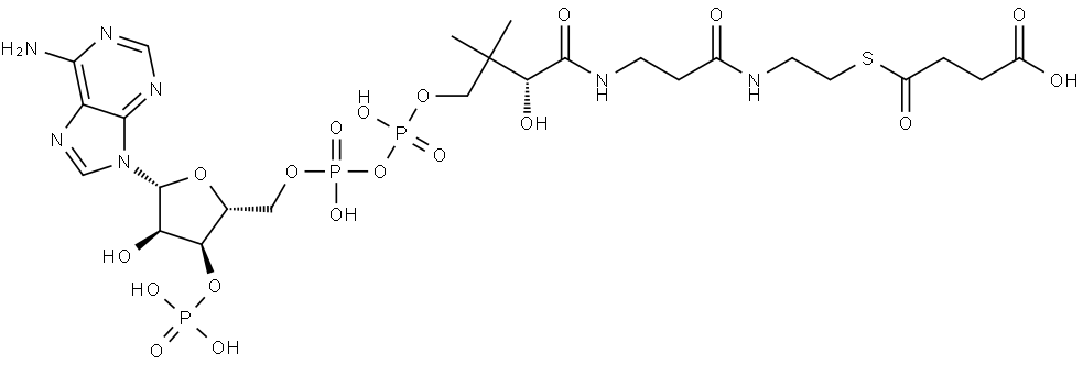 S-(hydrogen succinyl)coenzyme A  Struktur