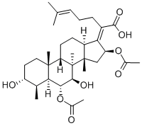 CEPHALOSPORINP1 Struktur