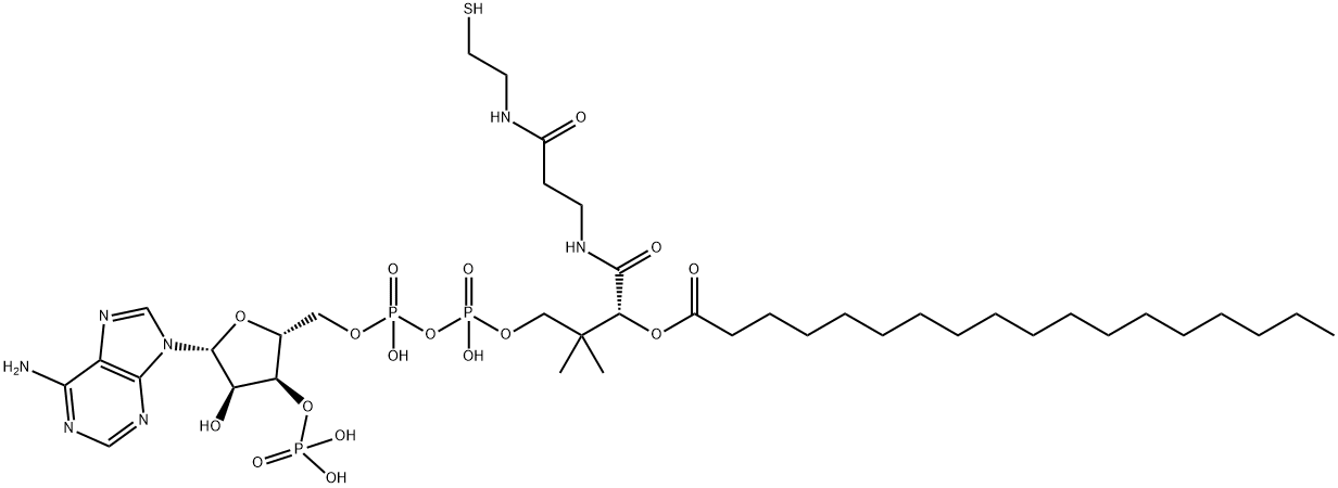 STEAROYL COENZYME A Struktur