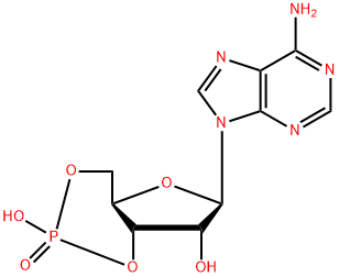 Cyclic AMP Struktur