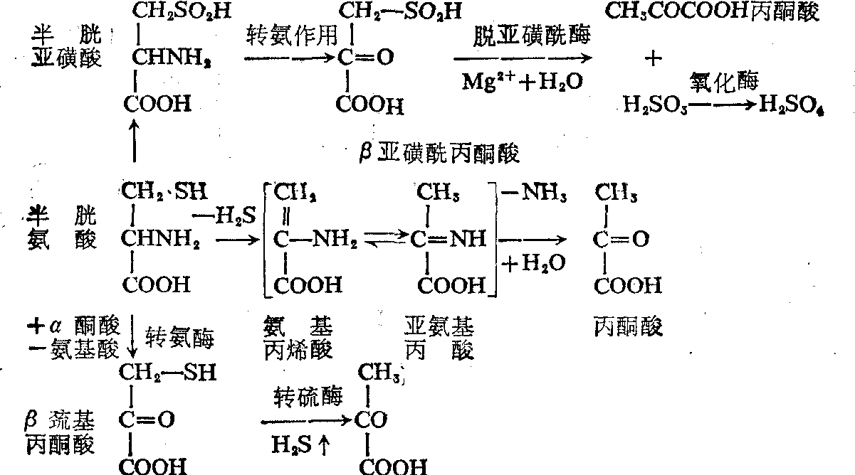 半胱氨酸轉(zhuǎn)變?yōu)楸岬目赡芡緩? /><BR>
由半胱氨酸合成或參與合成的非蛋白質(zhì)含氮化合物，有牛磺酸、遍多酰巰基乙胺，輔酶A及谷胱甘肽。<BR>
參考資料：中國醫(yī)學百科全書編輯委員會 編;張昌穎 主編.中國醫(yī)學百科全書·十七 生物化學。</span></div><div   id=