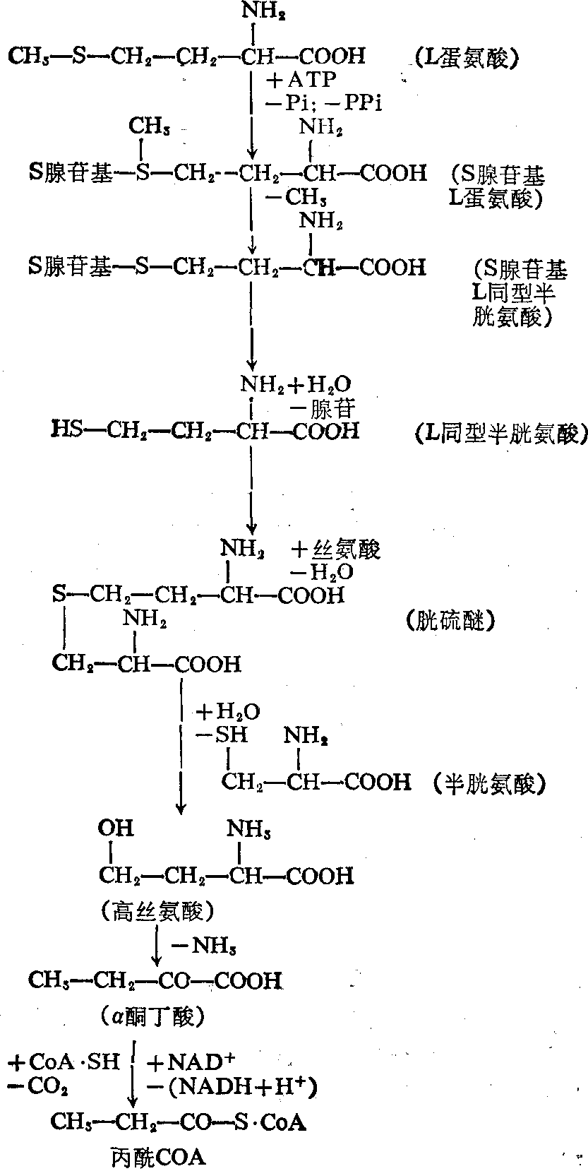 人體蛋氨酸生理代謝過程圖