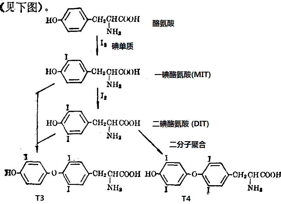 酪氨酸的碘化和T4、T3合成步驟