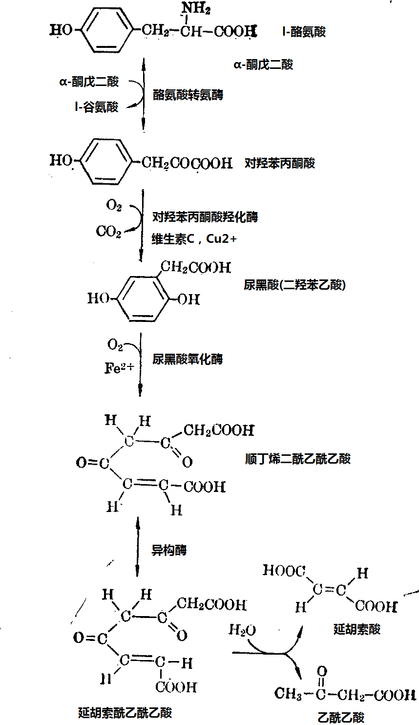 酪氨酸在人體代謝過程圖