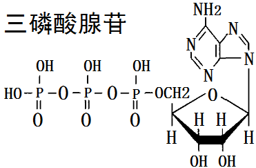 三磷酸腺苷結(jié)構(gòu)式