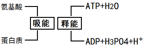 三磷酸腺苷能量轉(zhuǎn)換系統(tǒng)示意圖