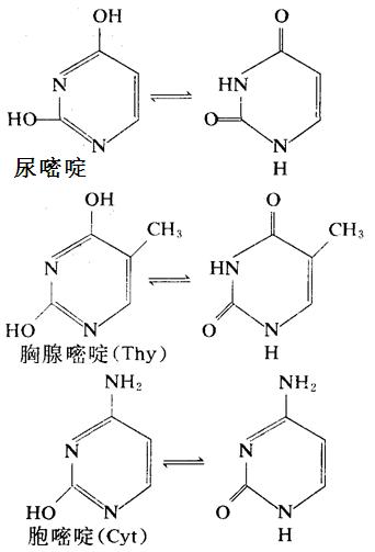 核酸中重要的嘧啶衍生物：尿嘧啶、胸腺嘧啶、胞嘧啶