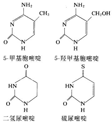 二氫尿嘧啶、硫脲嘧啶、5-甲基胞嘧啶