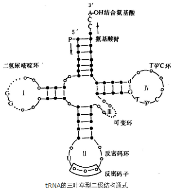 核糖核酸的三葉草型二級結構