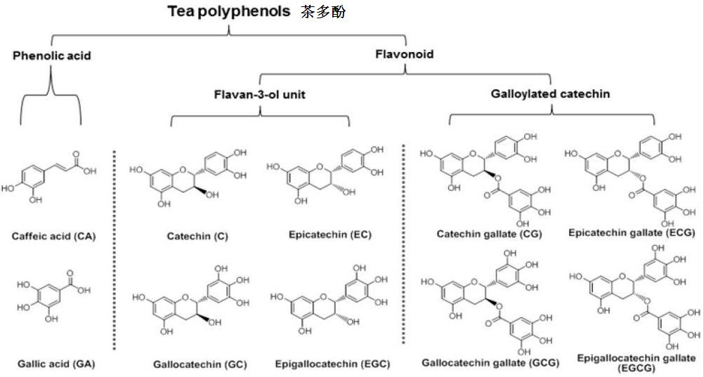 茶多酚含有的主要化學物質