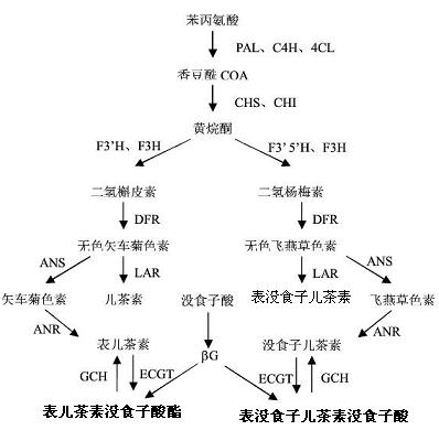 表兒茶素沒食子酸酯在植物體內的合成途徑