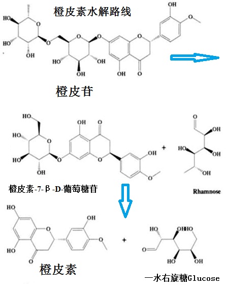 橙皮素水解路線圖