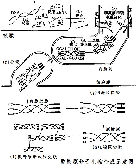 原膠原分子生物合成示意圖