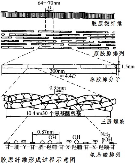 膠原纖維形成過程示意圖