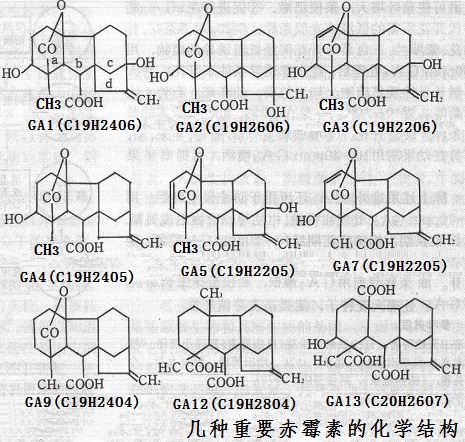 幾種重要赤霉素GA的化學(xué)結(jié)構(gòu)