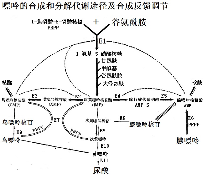 嘌呤的合成和分解代謝途徑及合成反饋調(diào)節(jié)