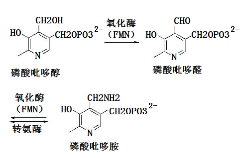 吡哆醇(pyridoxine)、吡哆醛 (pyridoxal)、吡哆胺(pyridoxamine)三種化合物在人體內(nèi)的轉(zhuǎn)化演示圖