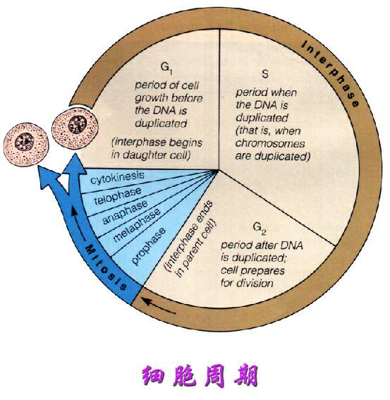 細(xì)胞周期